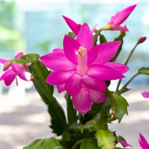 Pianta vaso10cm - in,