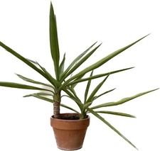 Yucca elephantipes tronchetto