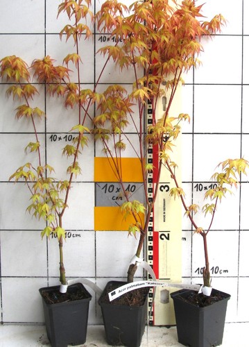 Acer palmatum katsura - palmatum, "katsura"