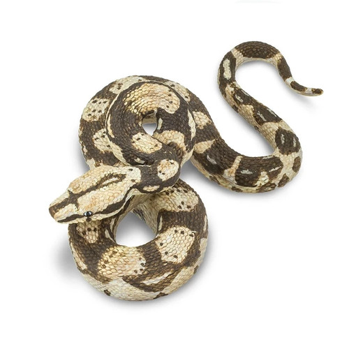 Boa constrictor incredible - boa,