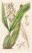 Epidendrum Coriaceum Guyana