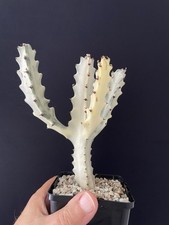 RARE! Cactus Blanc Lactéa