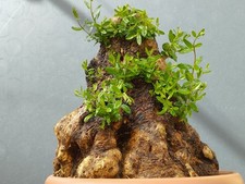 Bonsai Olivastro Foglie