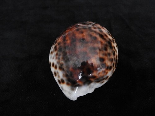 Sea shell cypraea tigris - sea,