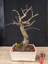 bonsai di melo   h 40 cm