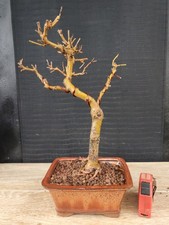 bonsai di gelso h 35 cm visita