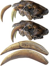 Coppia di canini (denti) di