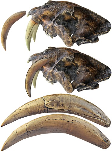 Coppia canini di - (denti),