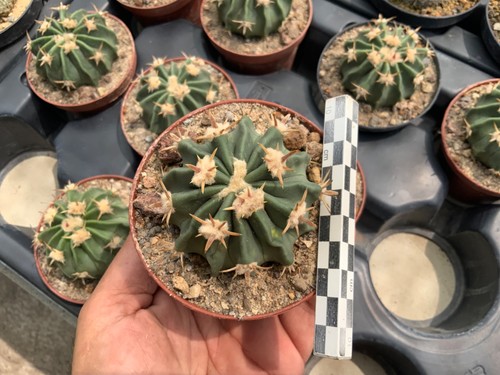 Echinocactus texensis