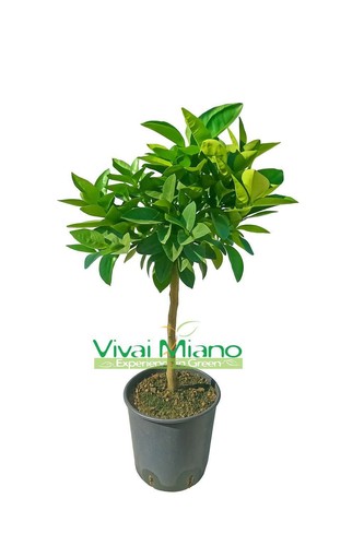 Pianta arancio moro - di,