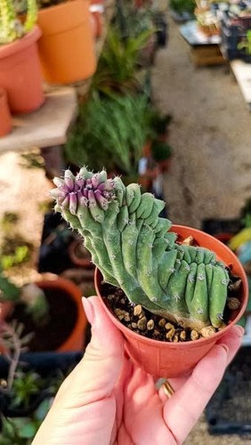 Lophocereus schottii crestato