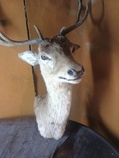 Capriolo cervo palco testa