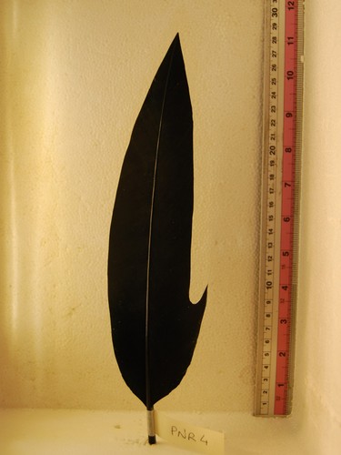 Penna per cappello alpino nera - cappello,