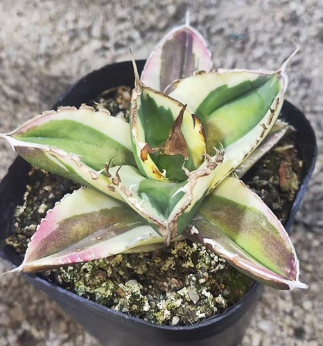 Raro cactus agave titanota - 1,