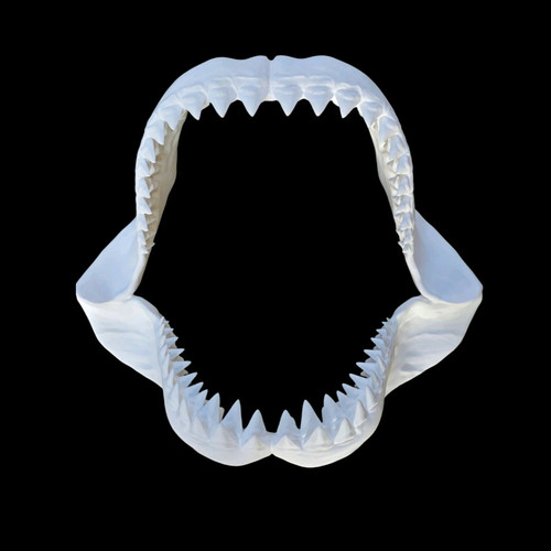 Shark jaw 30cm - jaw, 3d