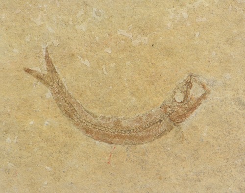 Pesce leptolepis - pesce,,