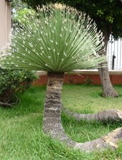 Dasylirion acrotrichum | Green