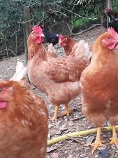 Uova fertili galline ovaiole e livornesi incrociate