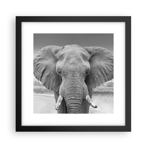 Poster 30x30cm elefante - poster,