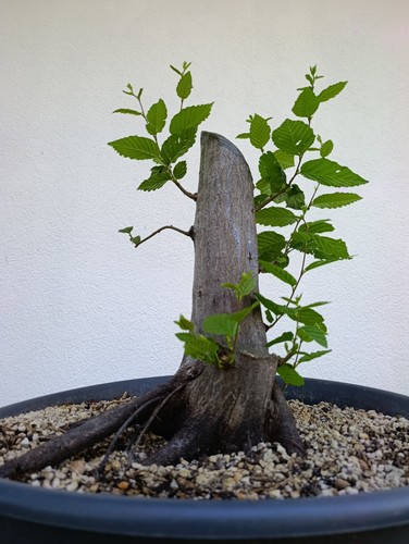 Bonsai xxl carpino bianco - bonsai,
