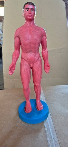 Modellino corpo umano - modellino,