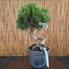 Bonsai di Pino Senjumaru h