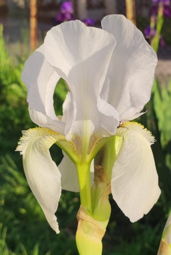 Rizomi iris germanica - iris,
