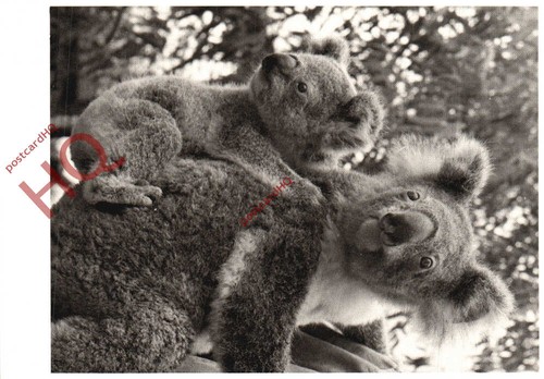 Picture postcard koala bears - koala,