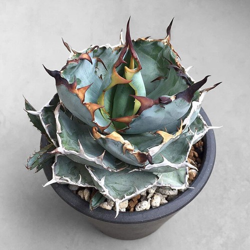 Agave titanota americana - agave,