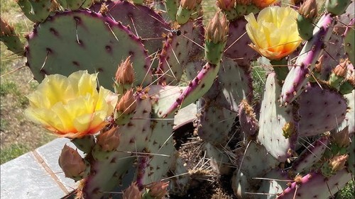Opuntia santa rita - rita, 1