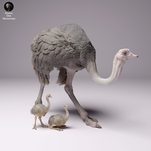 Struzzo con pulcini ostrich - struzzo,
