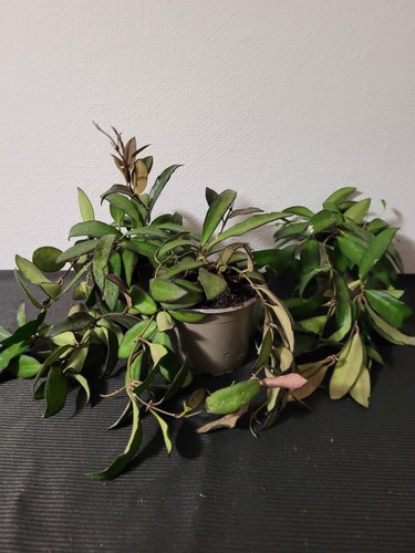Hoya rosita fiore cera - fiore,