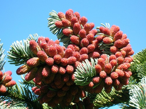 Abete pregiato abies procera - abies,