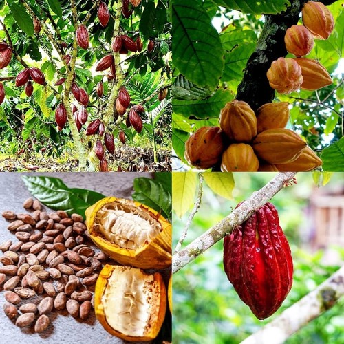 Semi cacao di - 50+,