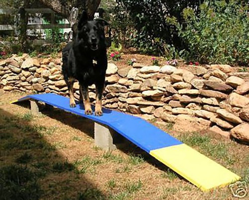 Dog agility mini - dog,