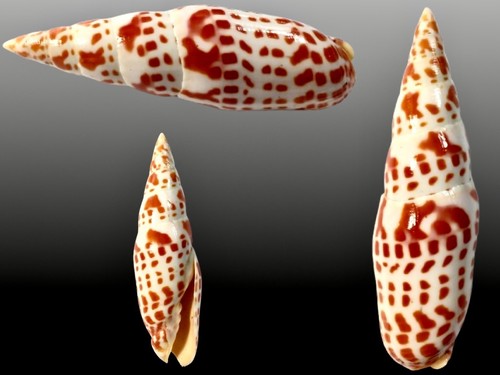 Mitridae mitra mactan - mitridae,, mitra,