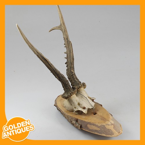Roe deer antlers horns wall - deer,