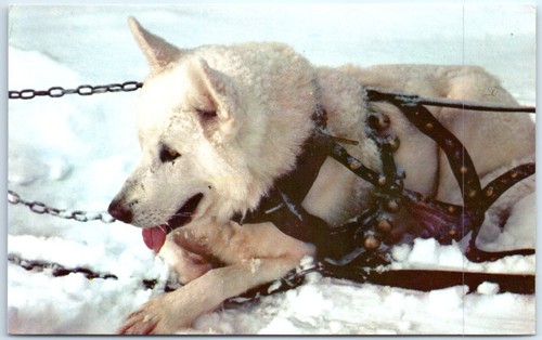 Cartolina cane da slitta - cane,