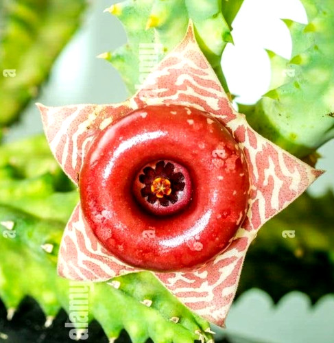 Uno stelo radice nuda fiore - a,