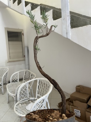 Bonsai rosmarino prostrato - bonsai,