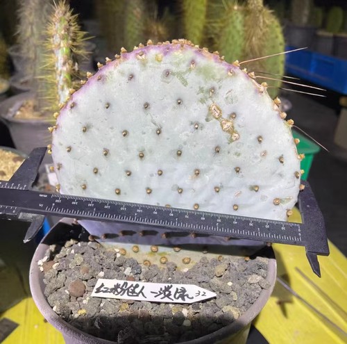 Opuntia pink lady - opuntia, wysiwyg