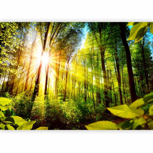 Paesaggio foresta alberi - paesaggio,