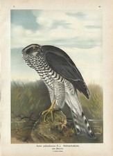 Stampa antica UCCELLI RAPACI