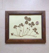 QUADRIFOGLIO VERO - Pianta