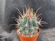 FEROCACTUS SANTAMARIA - VIVAIO IL GIARDINO DI MAYA- CACTUS 1460
