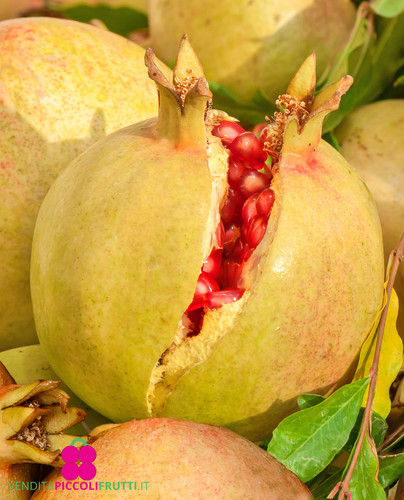 Pianta melograno dente di - melograno, 'dente