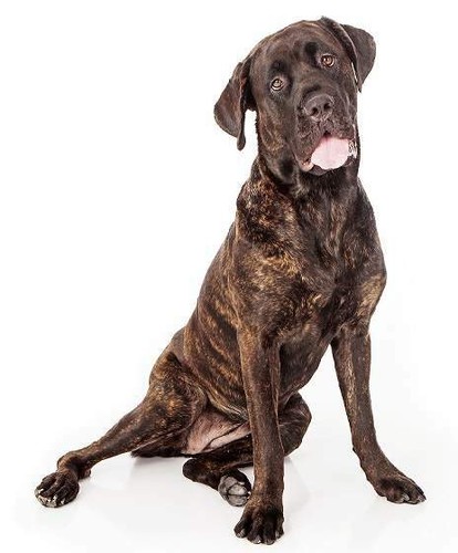Cane corso italiano adesivo - corso,