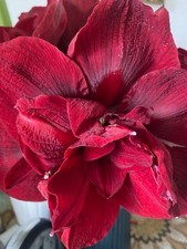 Amaryllis Cherry Nymph