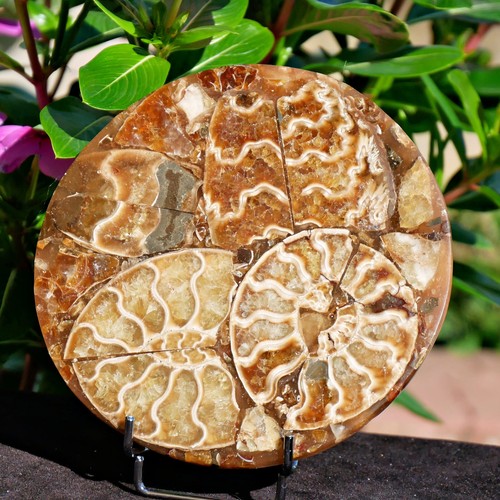 Disco fossile ammonite - , 4,4"