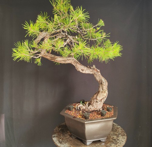 Bonsai esemplare pino - bonsai,